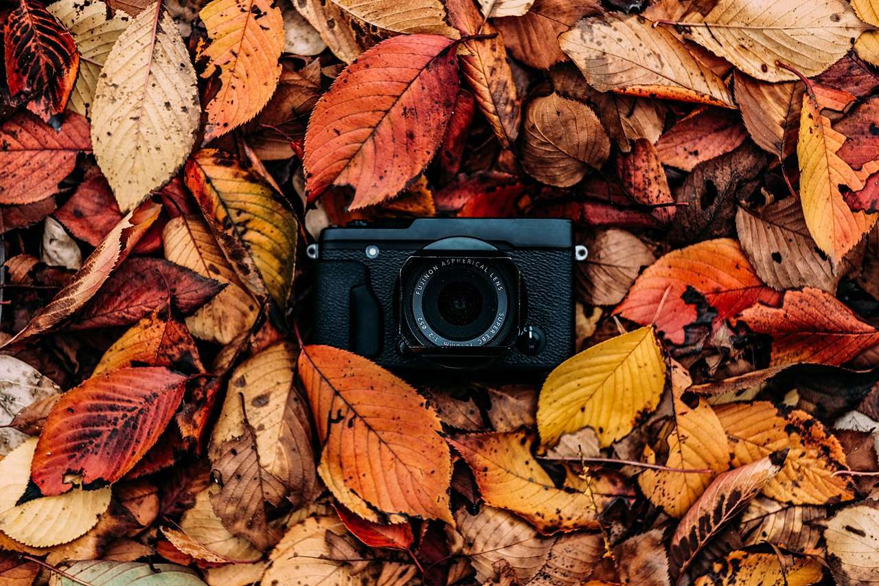 camera in fall leaves