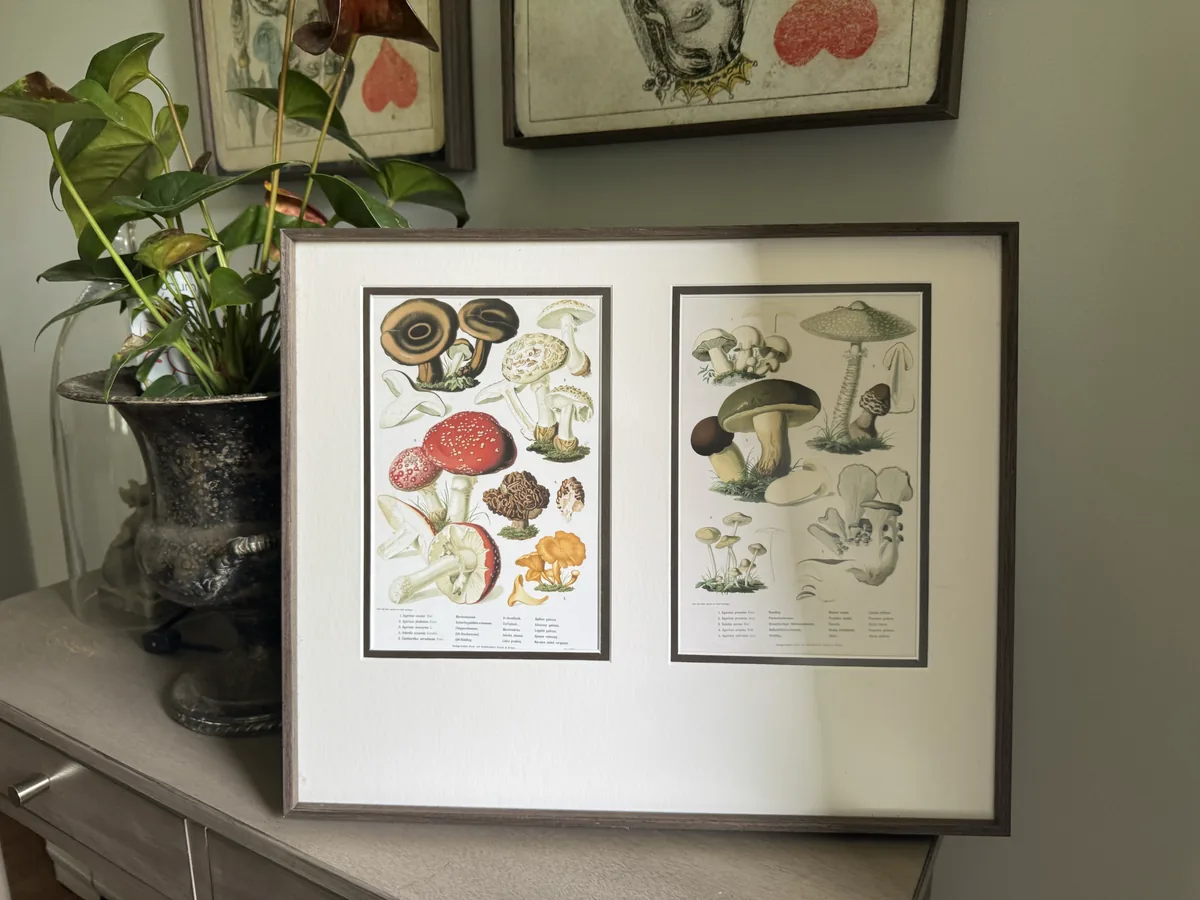 Collage frame of vintage mushroom illustrations
