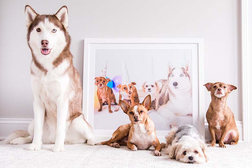 dogs posing in front of a frame of themselves