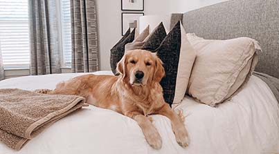 dog waiting on bed