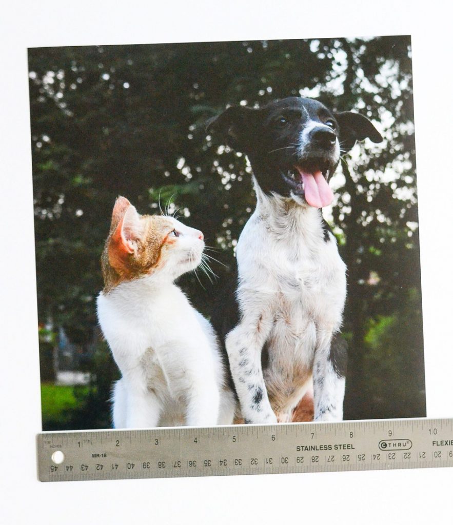 Metal ruler measuring photo of dog and cat