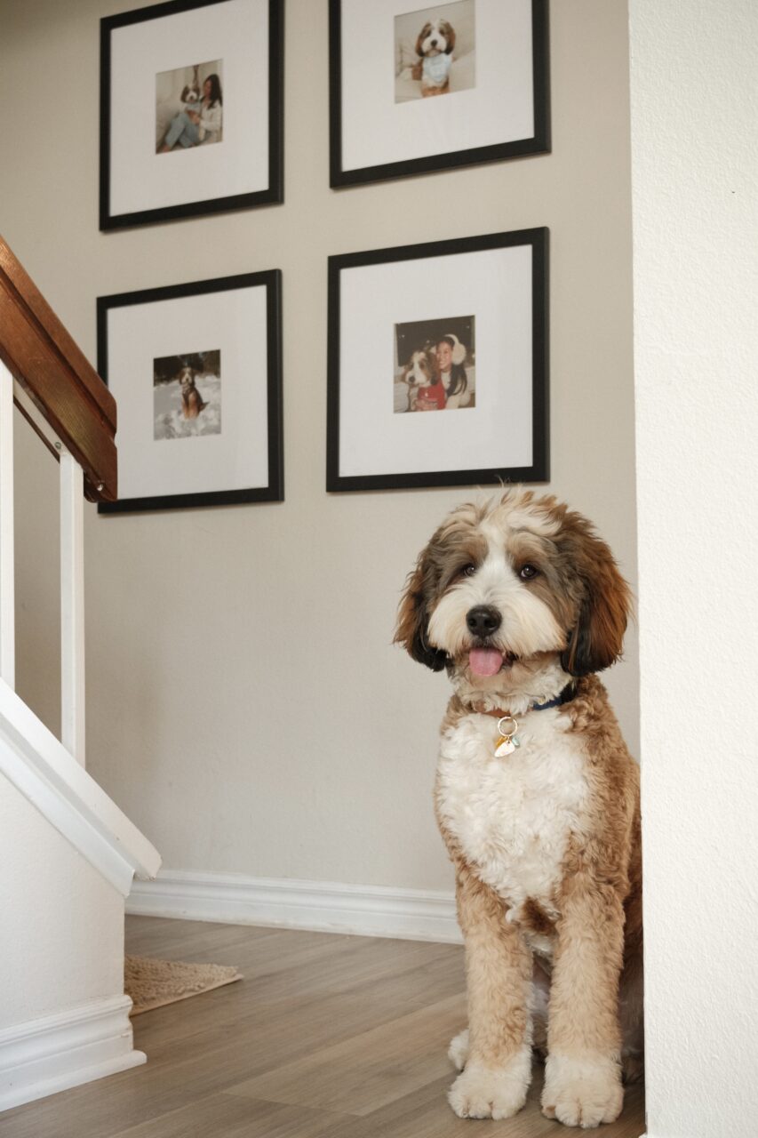 Wood vs. Metal Picture Frames: Which Should You Choose? 14 gallery wall of pet portraits