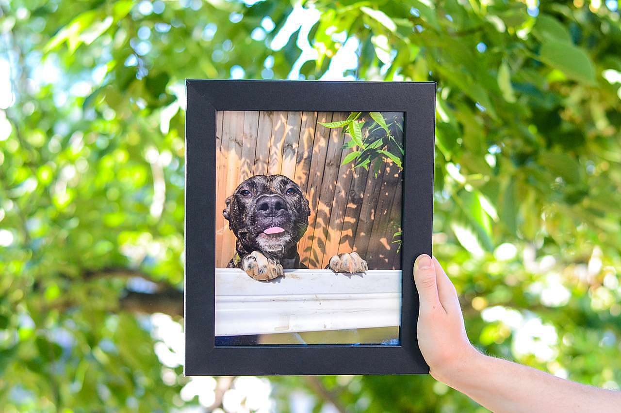 Dog Photo in Black Picture Frame