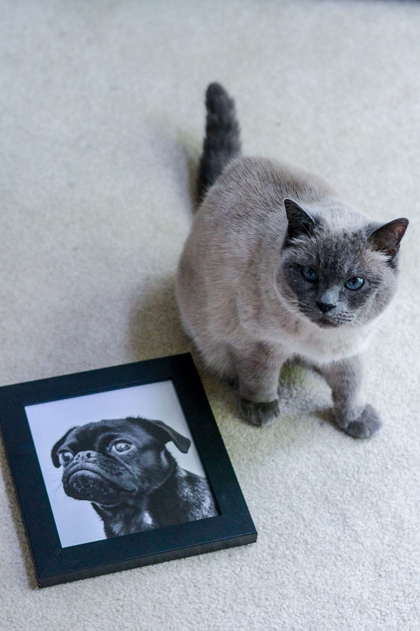 Concerned cat with framed picture of dog