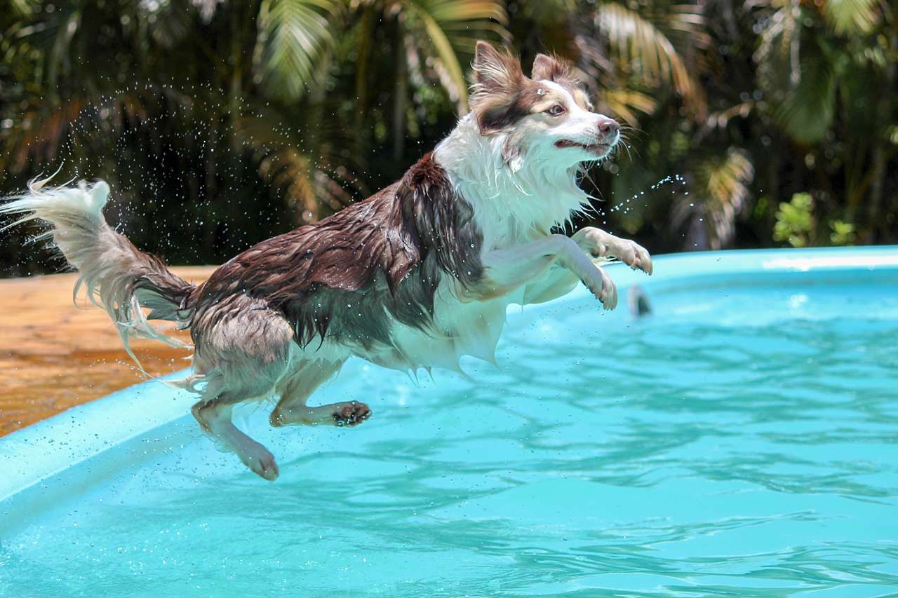 dog jumping in pool
