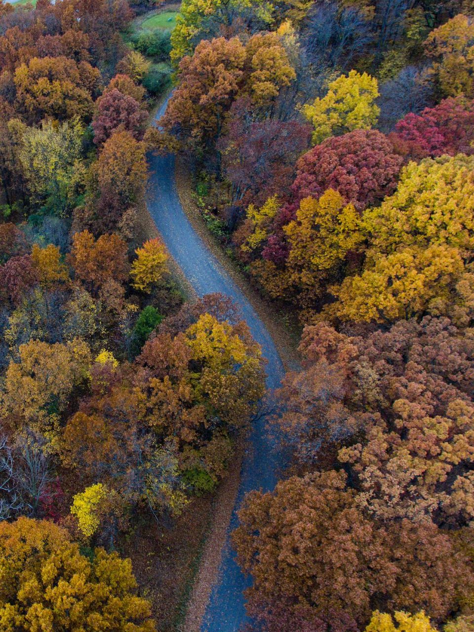 fall leaves