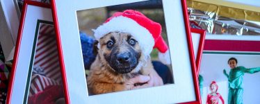 dog with santa hat red frame