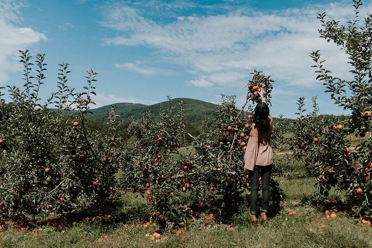 apple picking