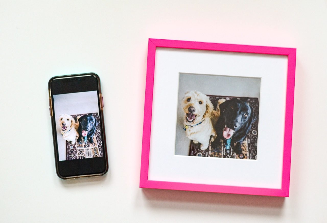 framed pet photos 