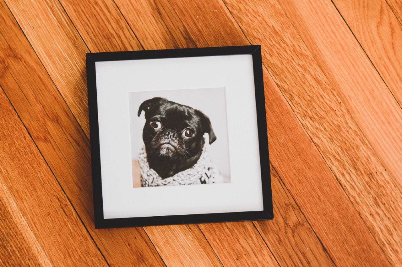 small frame of dog 