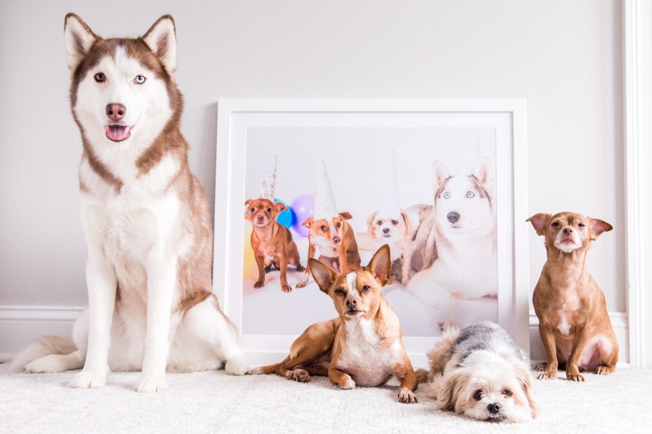 Framed picture of pets 