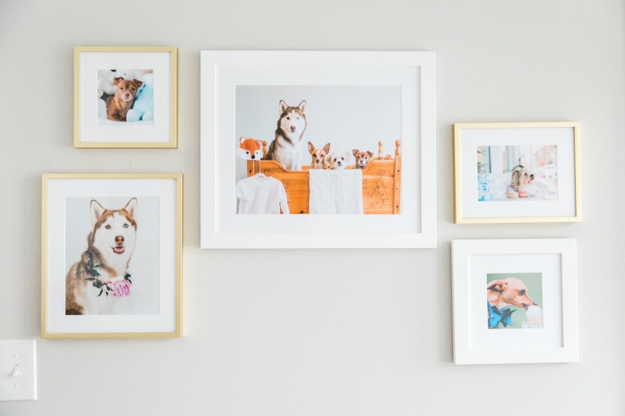 gallery wall of dogs 