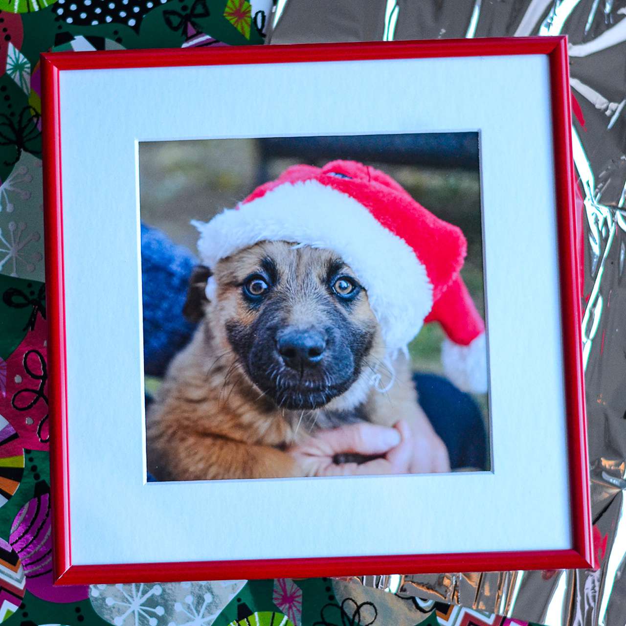 framed picture of dog in Santa hat 