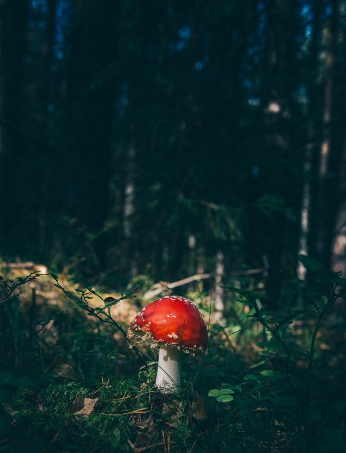 Nature Photography: A mushroom in the forest