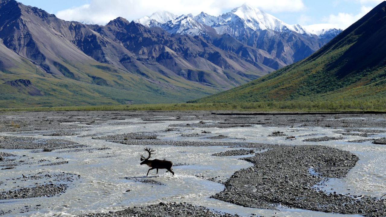 Moose in Alaska