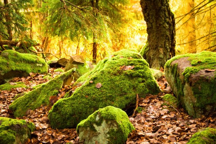 Nature Photography: A moss covered forest floor