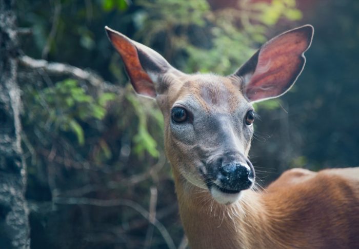 Nature Photography: An image of a deer