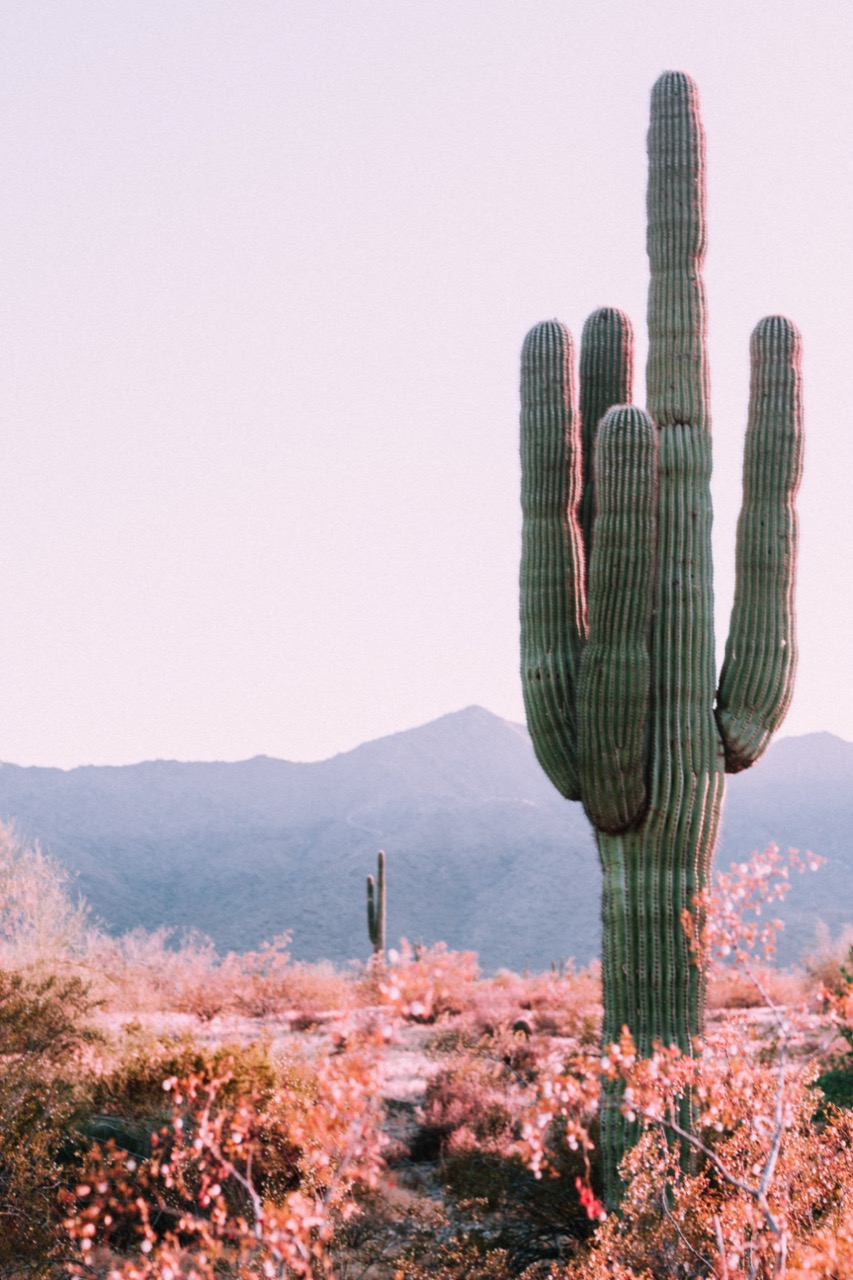 Cactus in Arizona