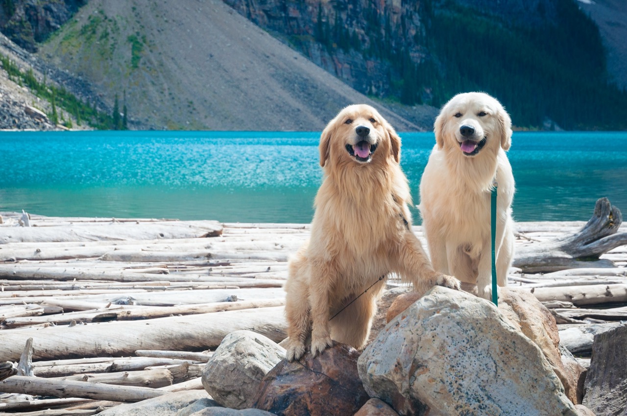 dogs in nature 