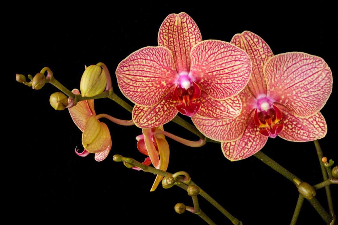 detail on flowers