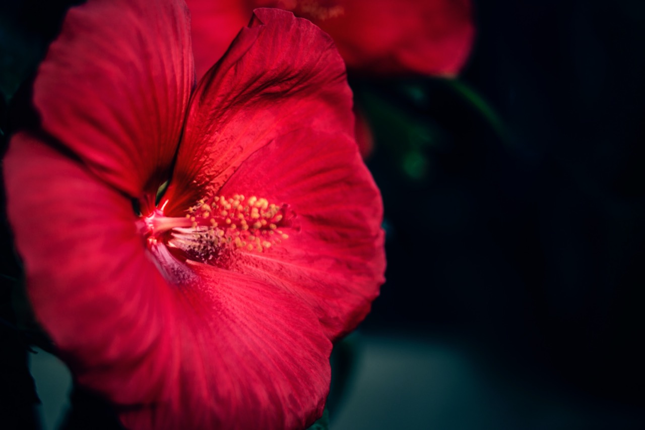 red flowers