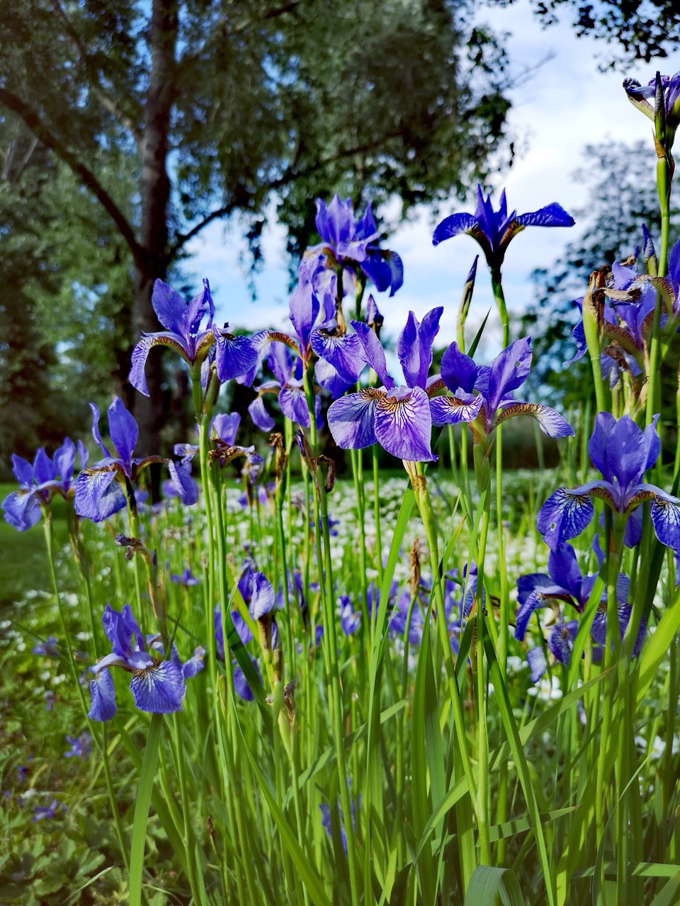 Field of tall purple flowers 