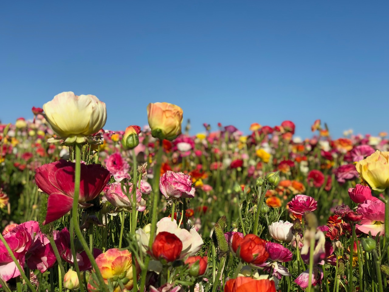 field of multi colored flowers 