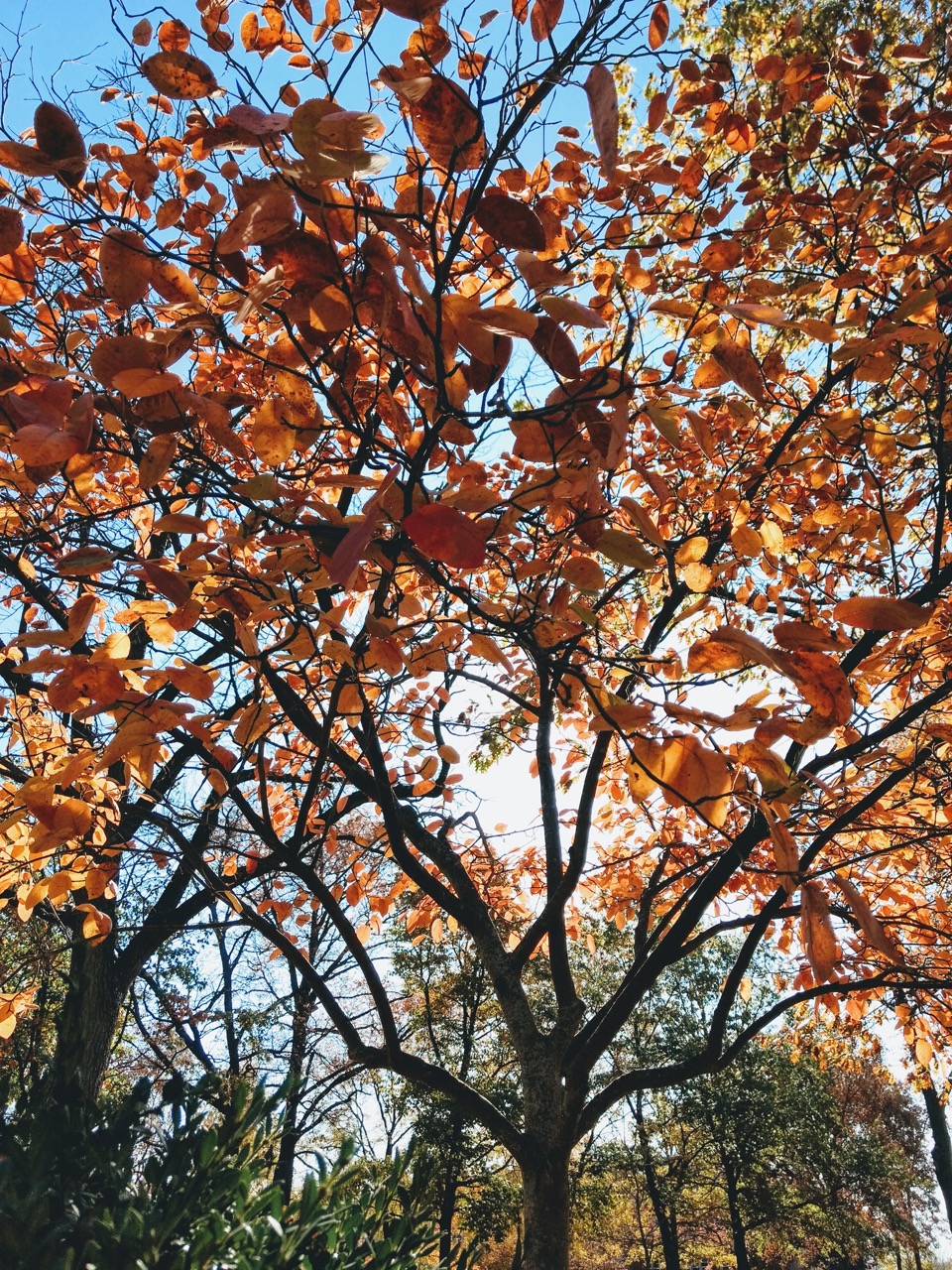 Autumn leaves changing
