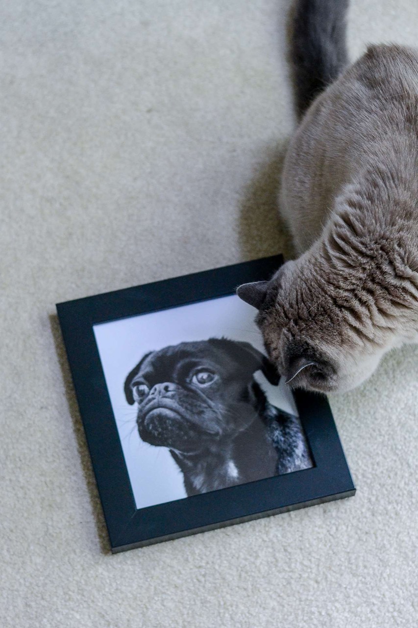 Keeping your frames away from little paws will help keep them clean