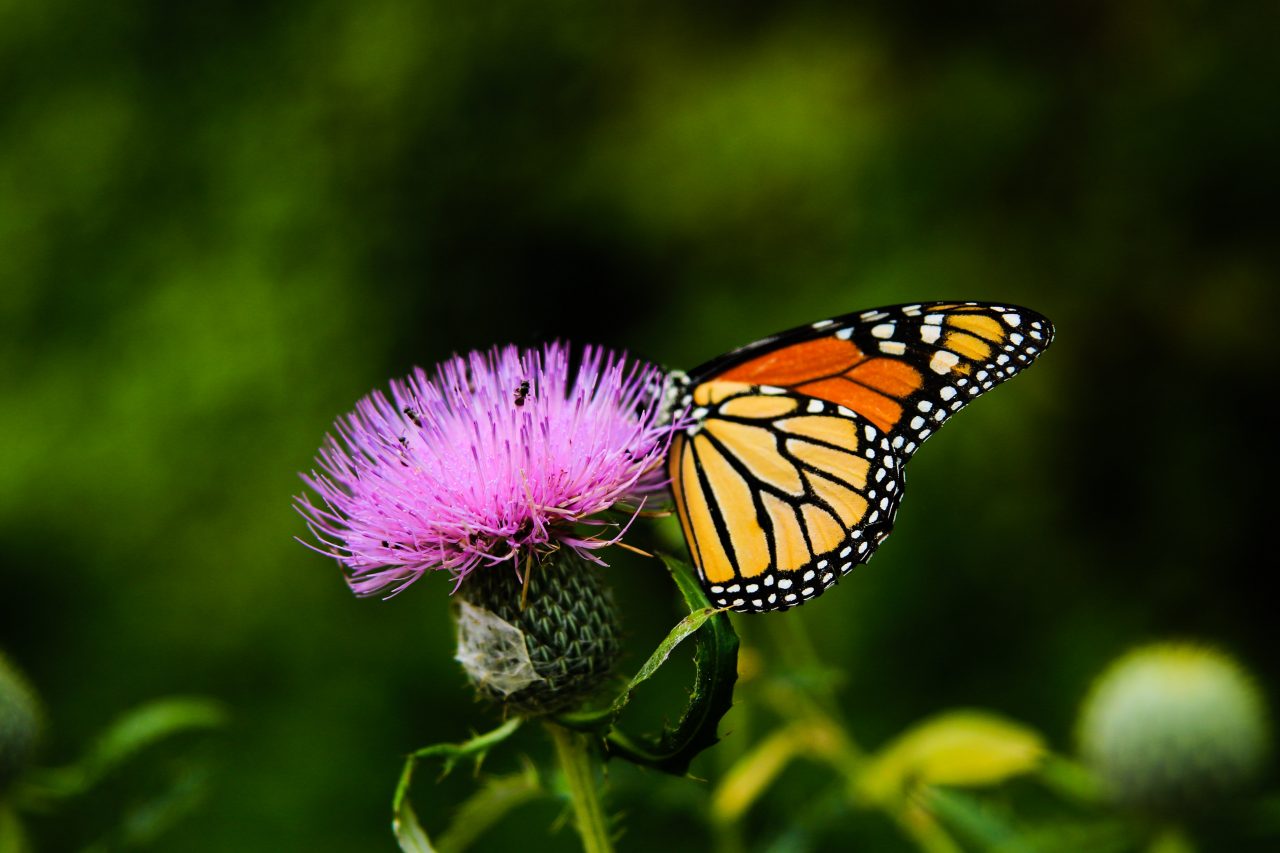 Butterfly on flower