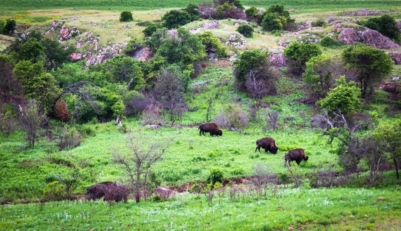 animals in field