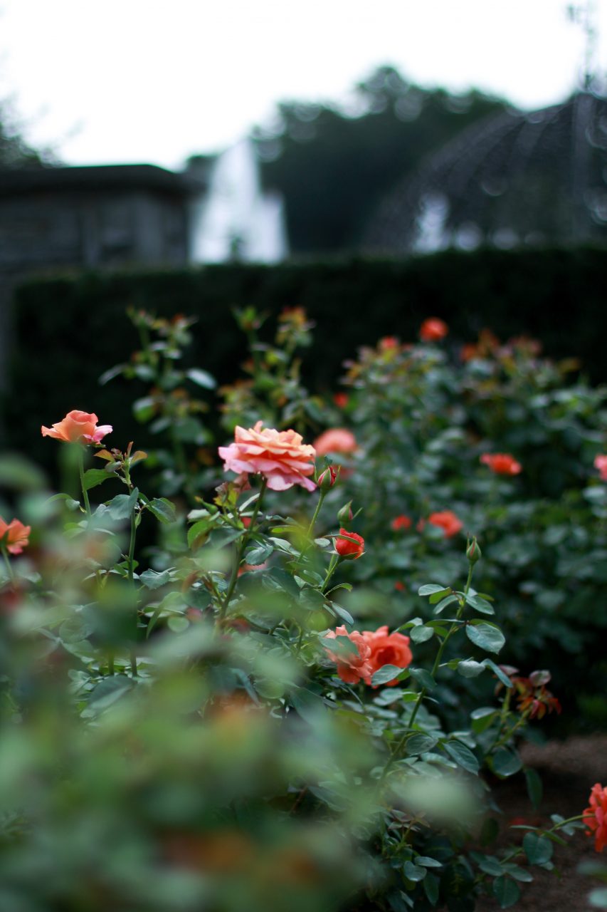 Rose garden