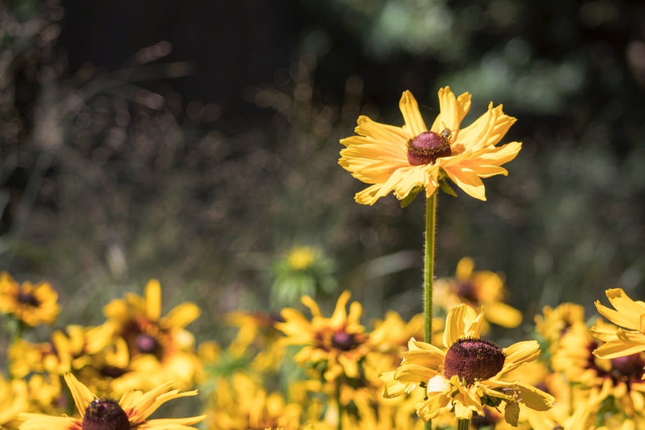 Flowers in park