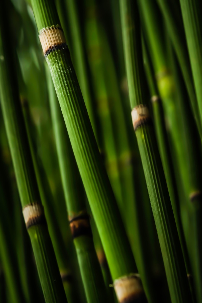 bamboo