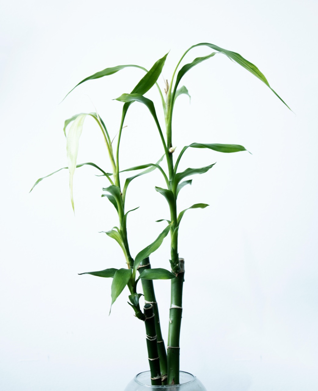 bamboo plant 