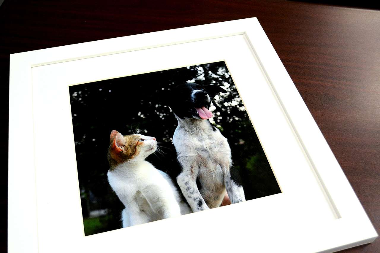 The Best Framed Gifts To Show Your Love - Furry Friends