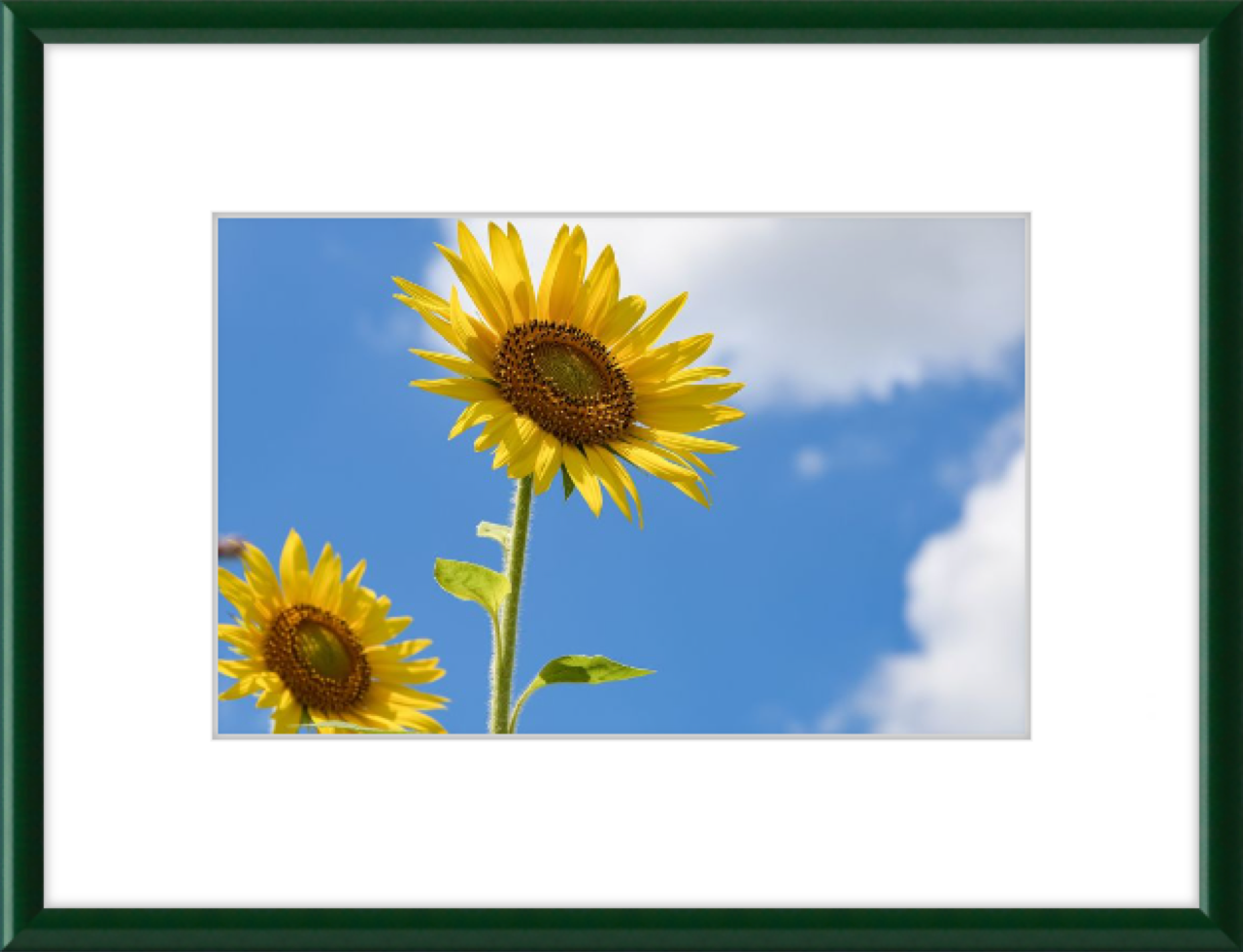 framed sunflowers 