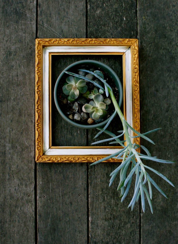 DIY Wall Art Projects - Framed plant Leaves, flowers, driftwood, or flowers make a great memory keepsake!