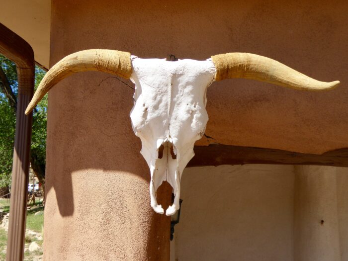 Southwestern decor: Decorative cow skull on an adobe building in the southwest.
