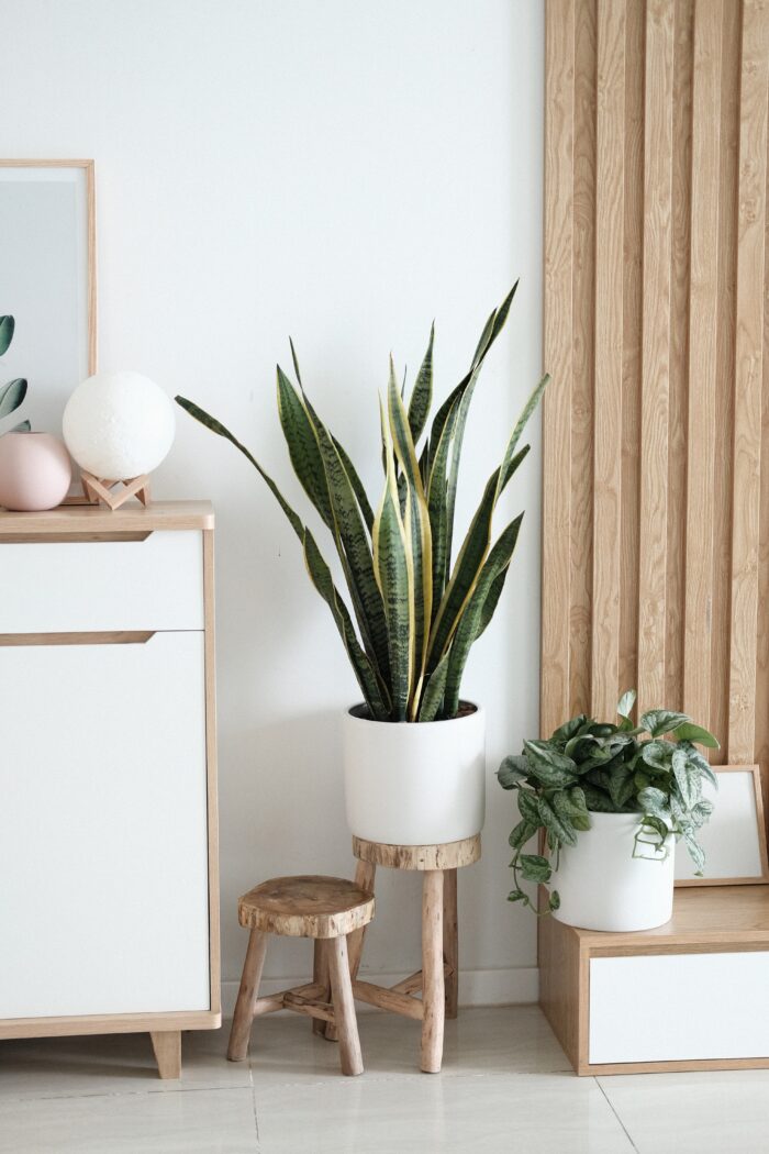 Bohemian decor: A snake plant next to a white dresser.