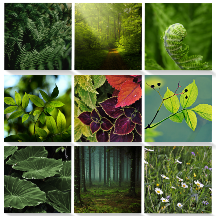 Photo grid with nature pictures