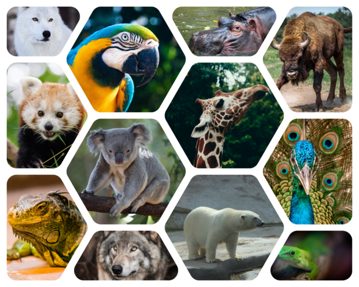 Photo grid featuring zoo animals