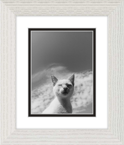 Adorable Pet Art: Grayscale cat memorial photo