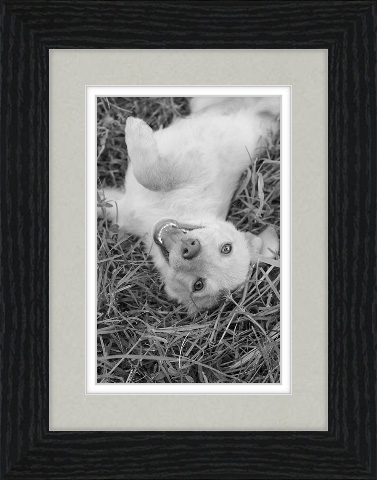 Adorable Pet Art: Black and white dog image