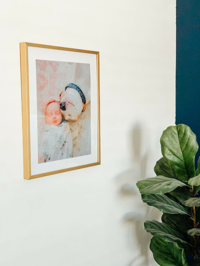 At Home Photoshoot: Newborn and family pet photo framed. 