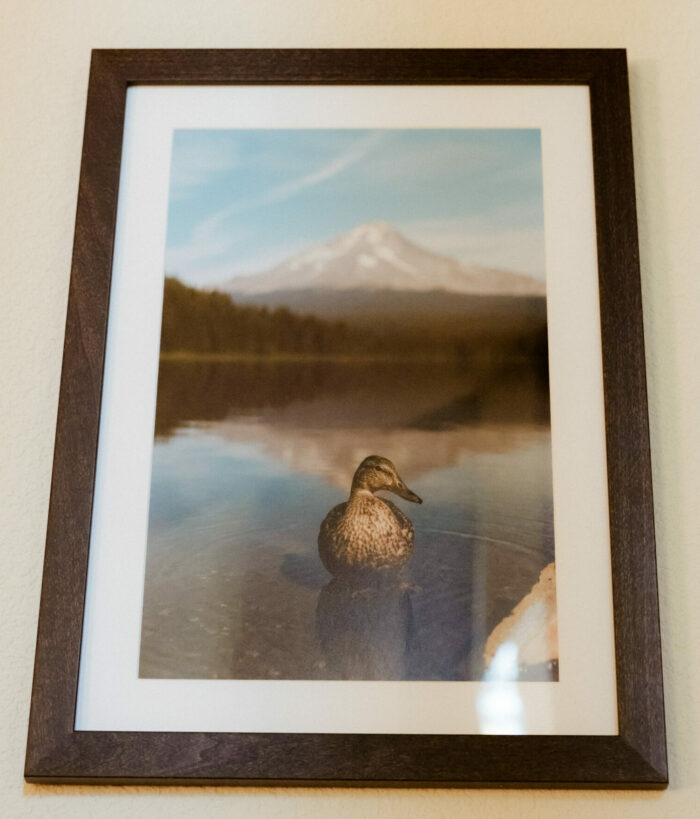 Nature Photography: A framed photo of a duck in a pond