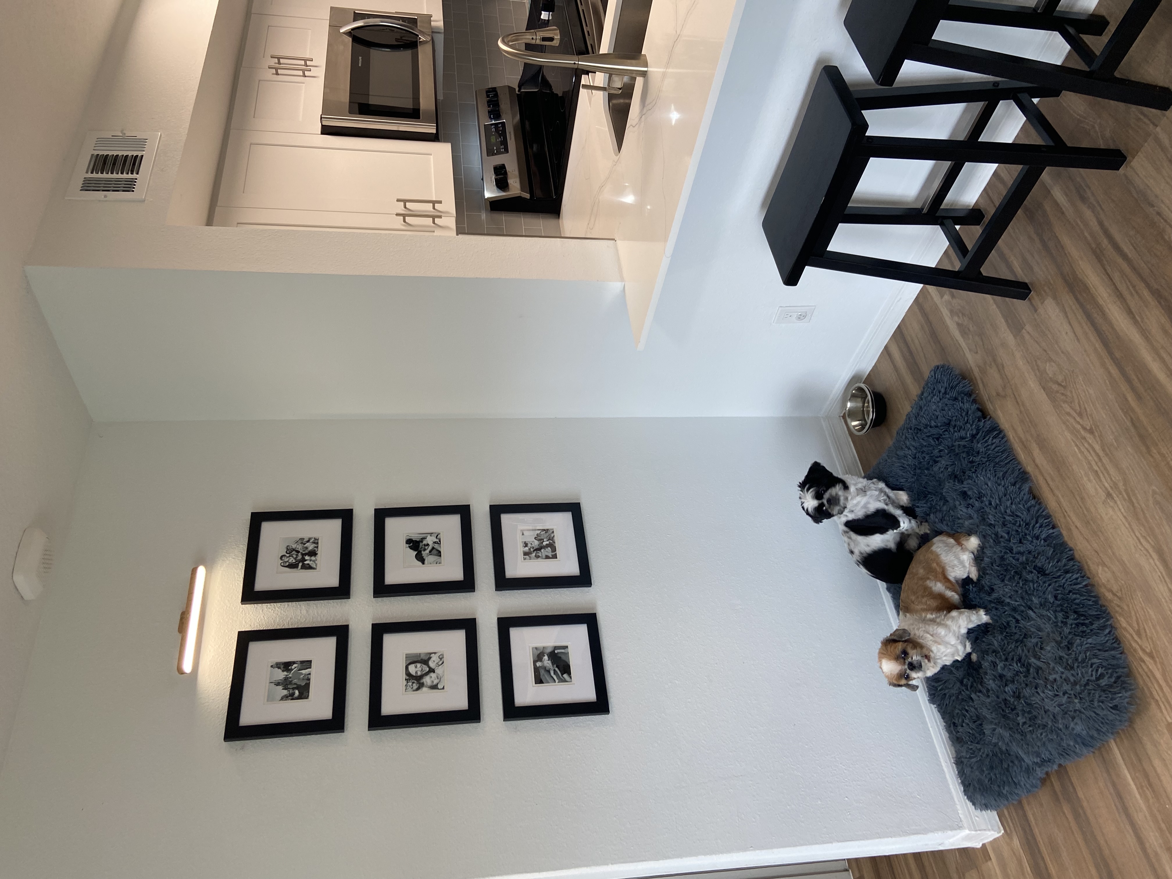 Protect Your Artwork: framed photos above a dog bed