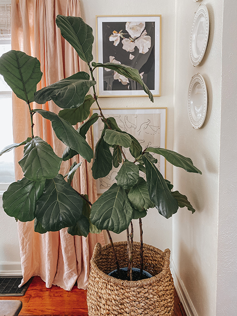 Eco-Friendly Decor Tips: Two Ashford style frames in a kitchen corner with fiddle fig plant. 