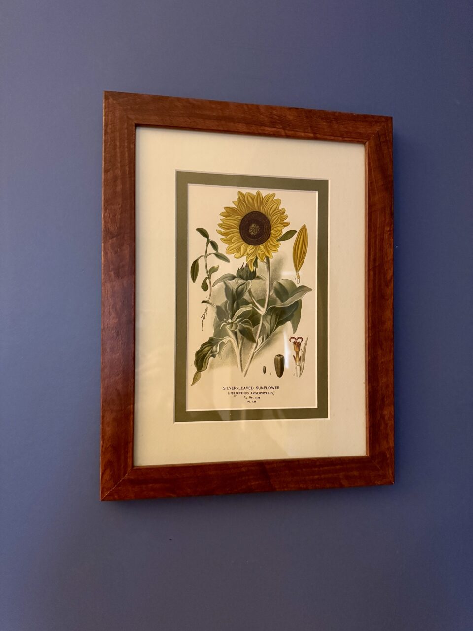 sunflower print