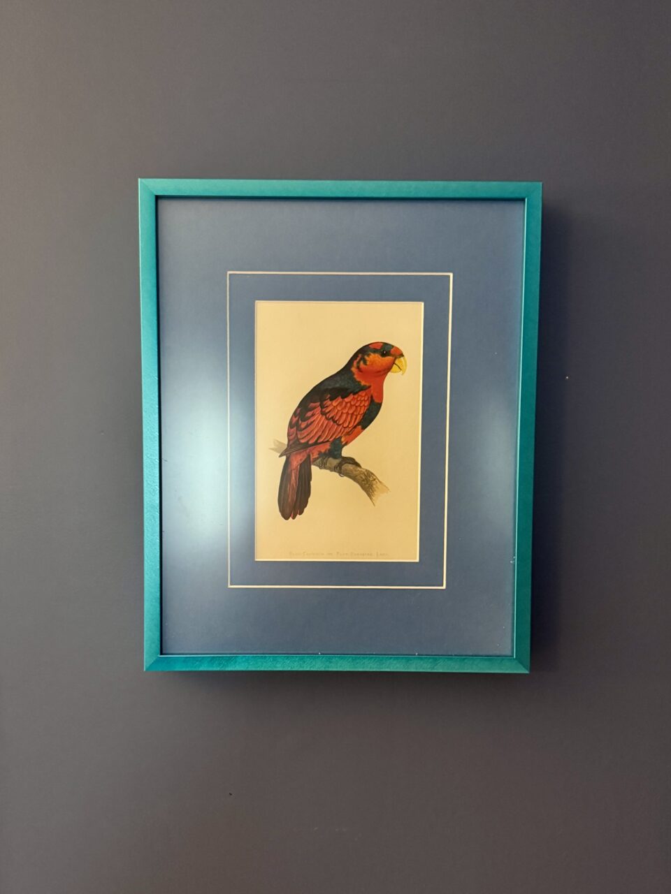 colorful bird art print